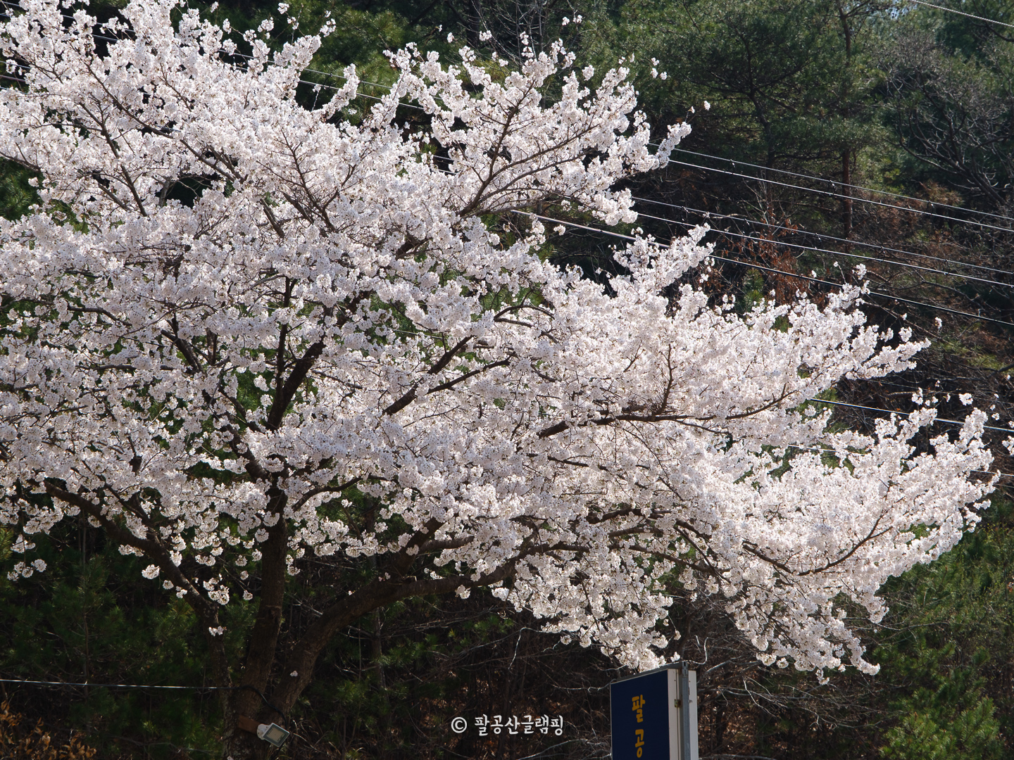 벚꽃 글램핑