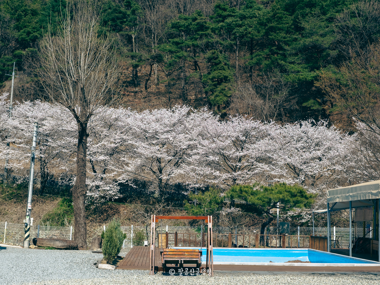 벚꽃 글램핑